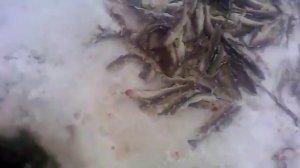 Рыбалка река вязьма