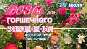 Какие СОРТА РОЗ лучше подходят для выращивания В ГОРШКАХ СРАВНИВАЮ ГРУНТ_ГОРШОК