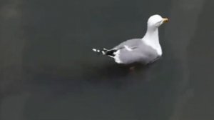 Венеция пересыхает и вода ушла из каналов
