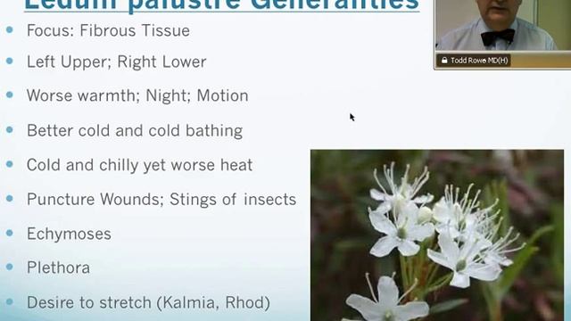 Ledum Palustre: Homeopathic Medicine -Tips For Beginners
