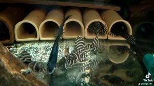 Мои номер сомы L-333.