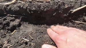 Сплошной посев подсолнечника No-Till - Turbosem с Т-150