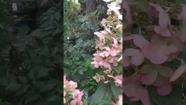 Самая необычная гортензия в моем саду! кКэнделлайт- не обманывайтесь картинками из интернета! смотреть онлайн