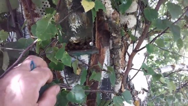 Ловля пчел, с одной березы 4 роя.mp4 смотреть онлайн