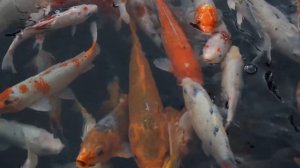 Уклейка, карась и лещ просто дуреют от этой прикормки. Универсальный вариант для рыбалки