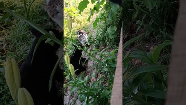 Степа(черный кот):Опять чужой кот в огороде #Киров смотреть онлайн