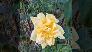 мантра Рам для активации третьей чакры Манипура. mantra Ram to activate the third chakra.