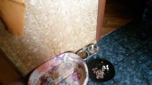 Как мы быстро приучили йорка к пеленке. Часть2. Все получилось!