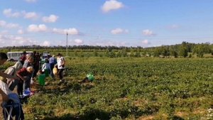 Сбор клубники в совхозе им Ленина