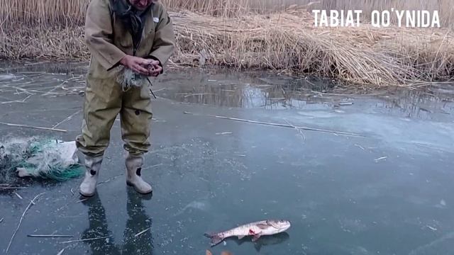 Muz ostidan qo'lda baliq 🐟 tutdik . Зимняя рыбалка 🐟 Подлёдная рыбалка #рыбалка #baliqovi #fishing смотреть онлайн