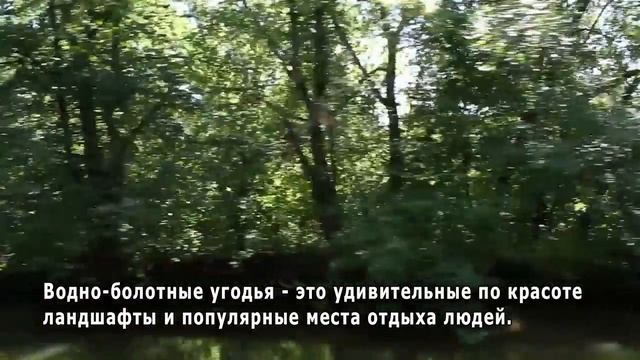 День водно-болотных угодий Wetlands international days смотреть онлайн