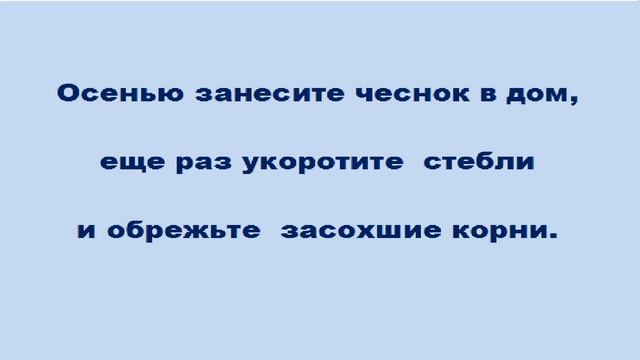 КАК СОХРАНИТЬ ЧЕСНОК В ДОМАШНИХ УСЛОВИЯХ ДО ВЕСНЫ смотреть онлайн