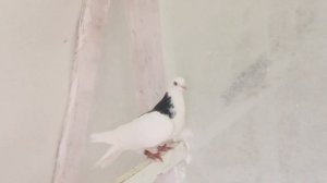 Гусь-Хрустальный;голубевод Владимир Шуралев.