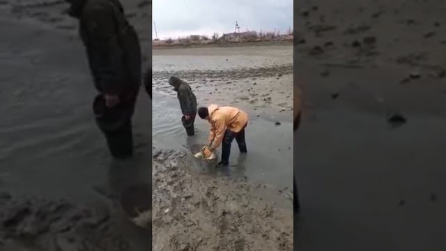 Руками рыбу собирают