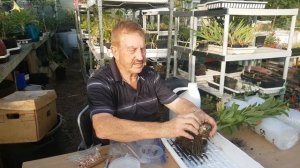Martagon Lily Propagation with Dr. Evans