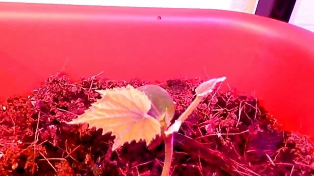 Выращивание огурцов в квартире смотреть онлайн