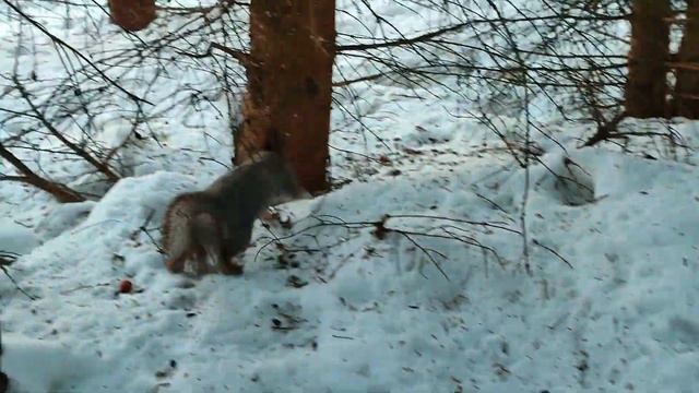 Белка прячет орехи в снег смотреть онлайн