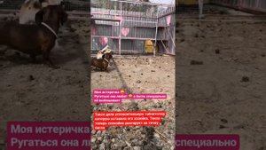 Успокоительное для собак экспресс успокоин