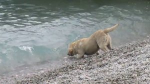 Забавная собака таскает камни из моря