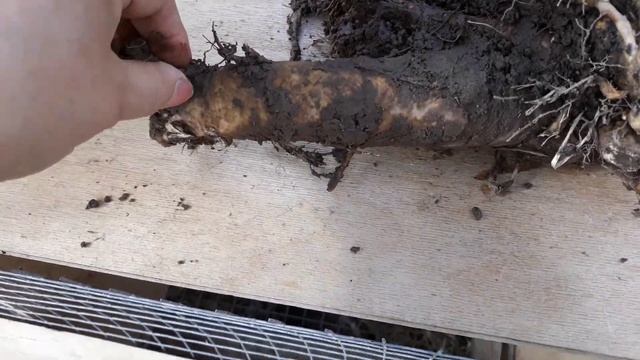 ✔Пион Уклоняющийся!!!НАКОНЕЦ-ТО!!! У меня в цветнике он появился! смотреть онлайн