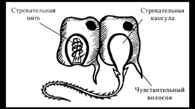 Стрекательные клетки рисунок. Строение стрекательной клетки гидры. Стрекательные клетки гидры схема. Схема строения стрекательной клетки. Схема строения стрекательной клетки гидры.