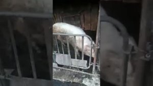 Чем отличается сельский депутат от городского