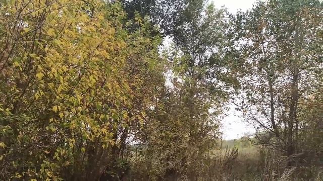 4 ноября праздник ДЕНЬ ИКОНЫ КАЗАНСКОЙ БОЖИЕЙ МАТЕРИ. КАЗАНСКАЯ ОСЕННЯЯ. народные приметы и традици смотреть онлайн