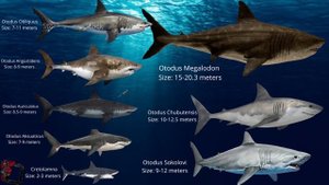 Otodus Sharks Comparison (Mega Sharks)