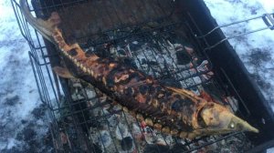 Готовим ОСЕТРА на мангале.