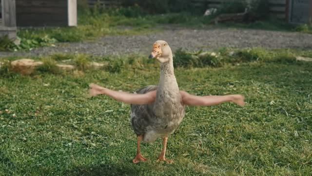 зацикленный гусь делает замысловатые движения руками