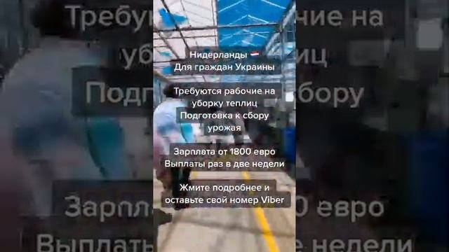 Нидерланды уборка теплиц, подготовка к сбору урожая