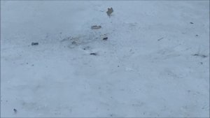 ОТОРВАЛО РУКУ? тестируем петарды #1