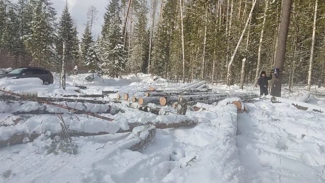 трелевка бревен тельфером смотреть онлайн