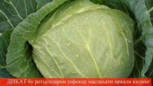 ГИЖЖАЛАРНИ ТУШИРИШ ОССОН ТЕЗ ВА УЙ ШАРОИТИДА (3)