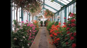 Королевская оранжерея в Брюсселе