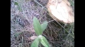 сбор грибов в Ростовской области