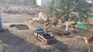 СВЕКЛА ДЛЯ КУР .вес 3 265 гр