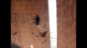 Feeding a Brown Widow Spider (Latrodectus geometricus)