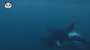 Звуки морских обитателей: черепах, дельфинов, тюленей, крабов и касаток
