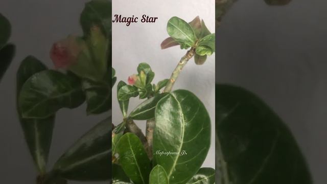 Адениум Magic Star после обрезки и формировки Красавчик!