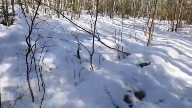 Берёзовый сок с помощью капельницы! смотреть онлайн