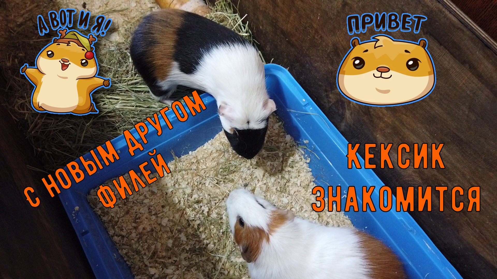 Новый друг Кекса, Филя. Знакомство морских свинок, как это бывает?