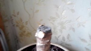 Размножение Юкки. Как размножить Юкку.