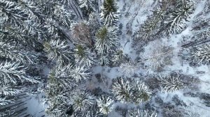 Снежный лес в январе ЗАСТАВКА