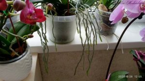 ДИКИЙ КОТ Фаленопсис Phal. Wild Cat Три примера цветения за 15 мин. +  рассказ об особенностях сорт