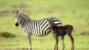 Зебра родилась  без полос, из за этого жизнь жеребенка в опасности