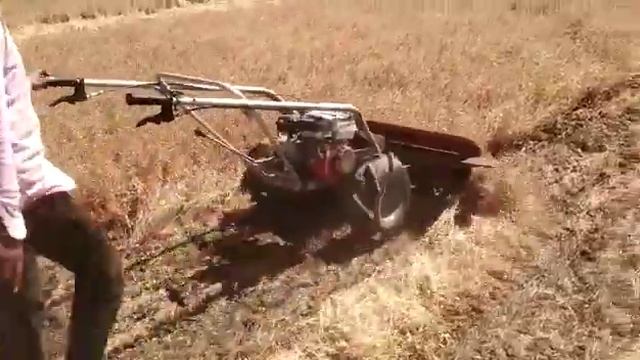 Chana harvesting with Kamco reaper, Farmer review - 100% satisfied смотреть онлайн