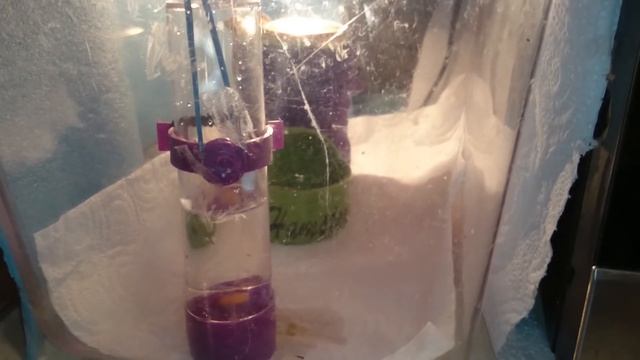 Перепел из магазинного яйца, определила пол в 15 дней смотреть онлайн