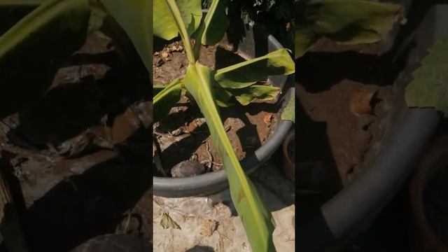 БАНАН карликовый ОЧЕНЬ СИЛЬНО сложил листья НА ЖАРЕ! Я В ШОКЕ! смотреть онлайн