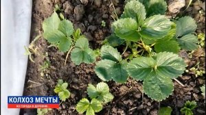 Парник для клубники из укрывного материала и черного спанбонда.